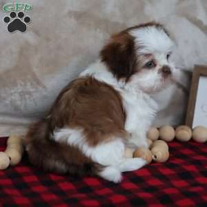 Jolly, Shih Tzu Puppy